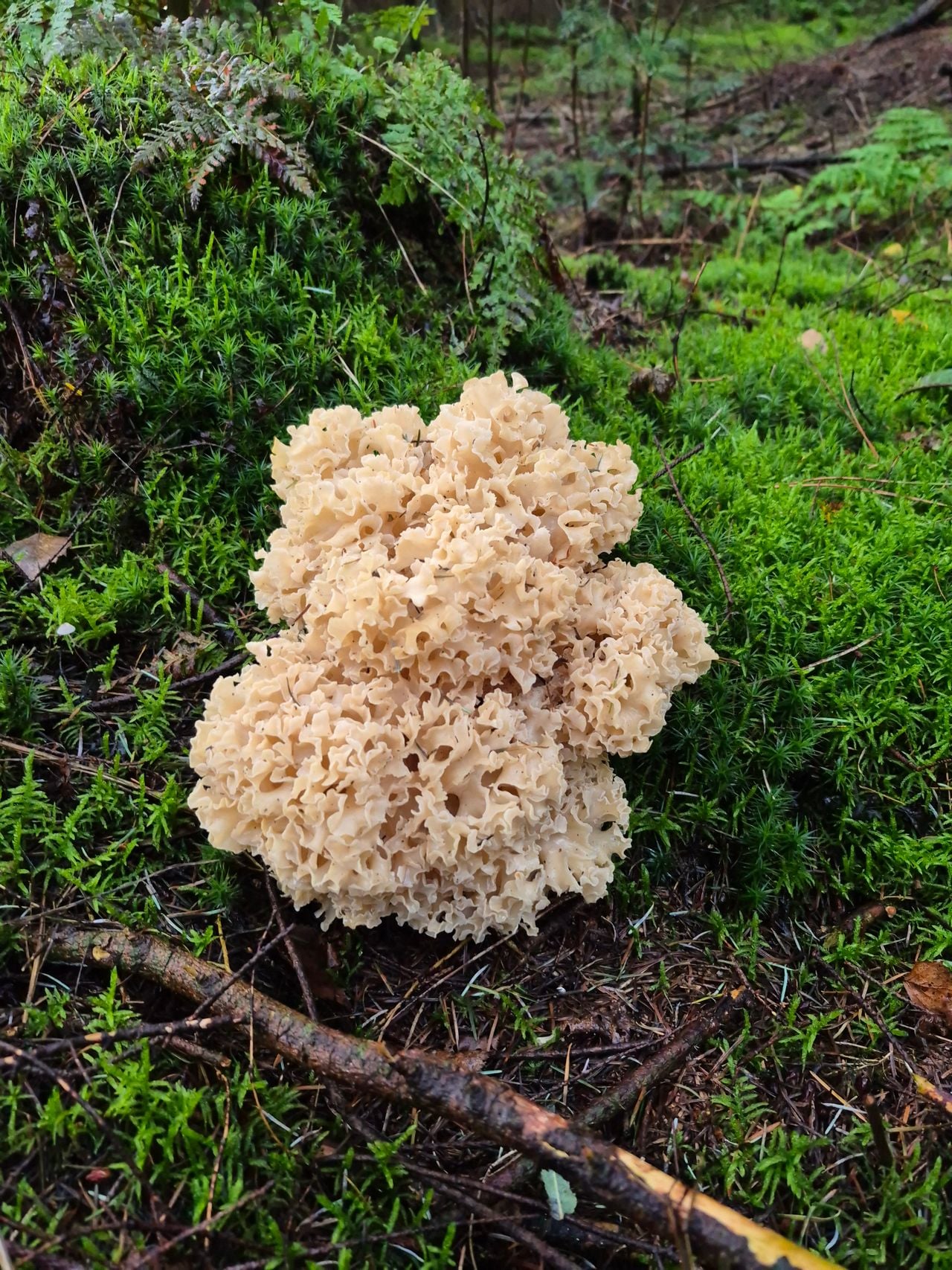 Een grote sponszwam (foto: Lisette de Klerk).