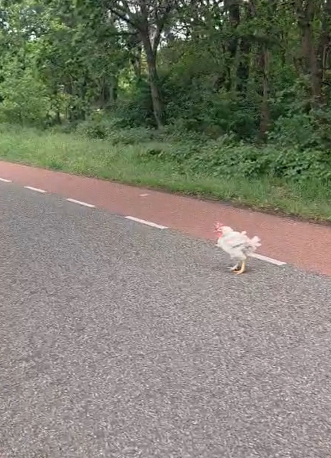 De haan bij de snelweg in Heesch (beeld: Yvonne).