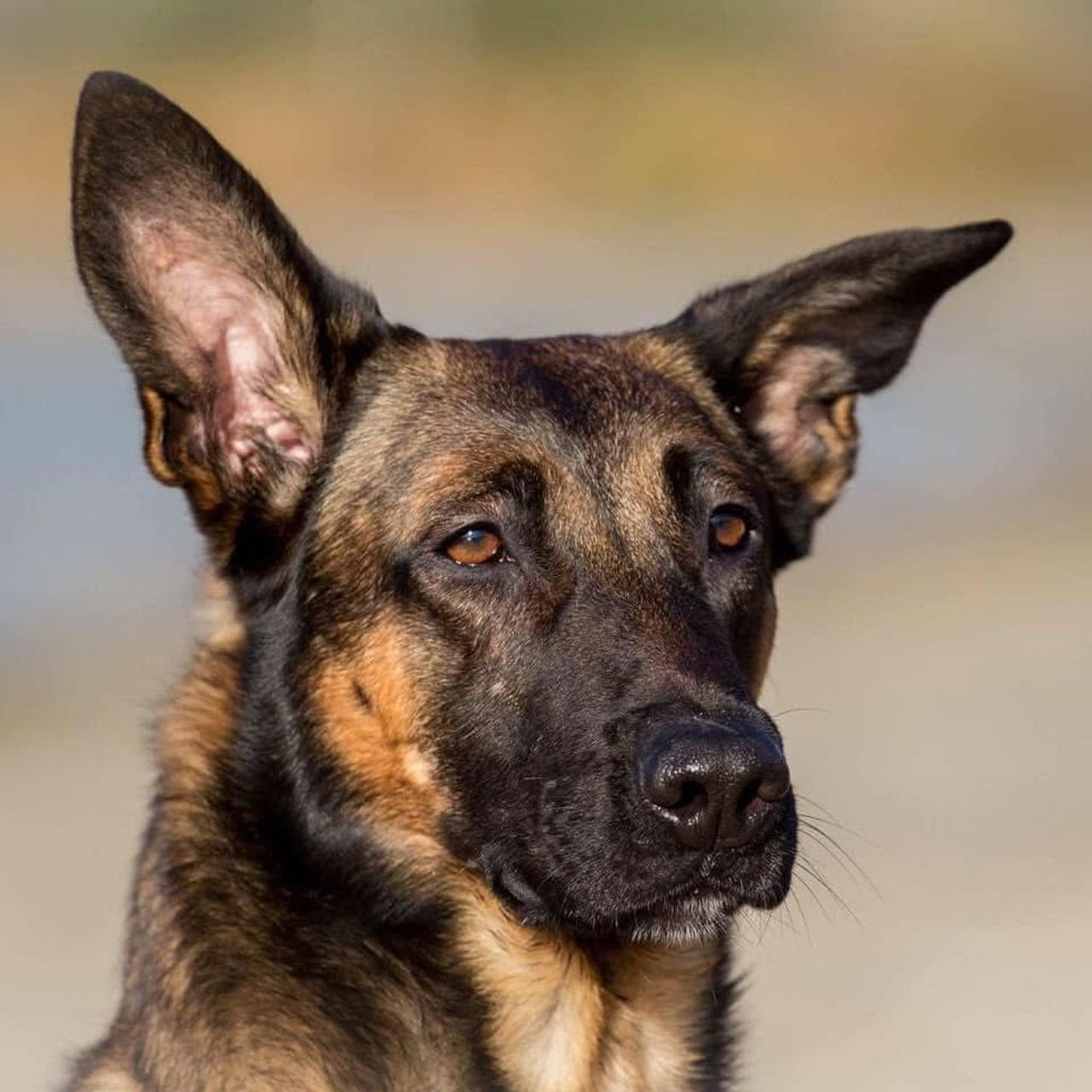 Herta, oud-politiehond die John hielp met zijn ptss-klachten (privéfoto). 