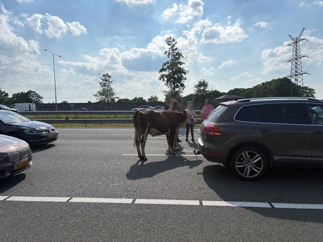 Uiteindelijk werd de koe gevangen op de A2 bij Den Bosch (foto: Rijkswaterstaat). 