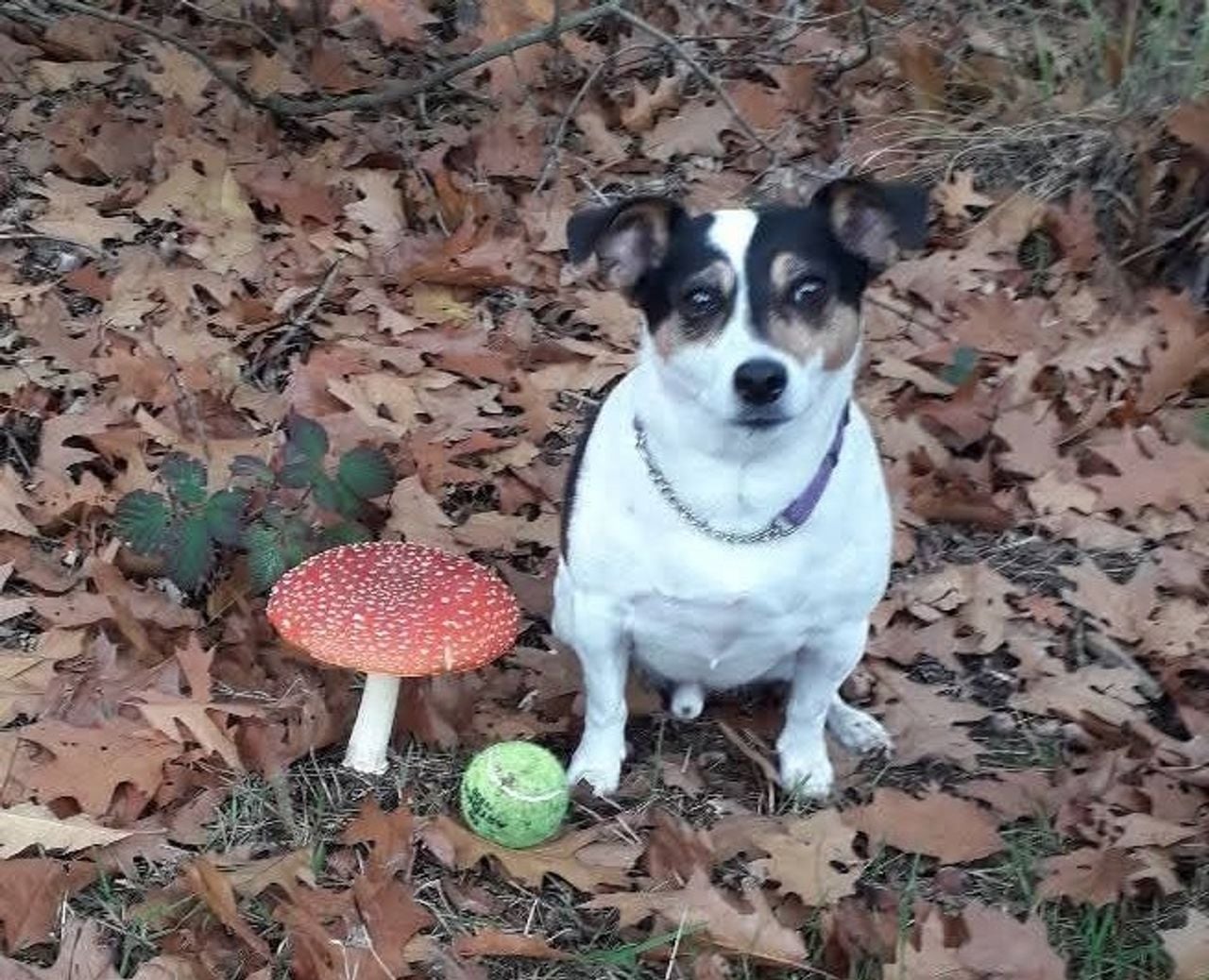 Hondje Morrie bewaakt niet alleen de bal, maar ook een mooie paddenstoel (foto: Rocco Fijneman).