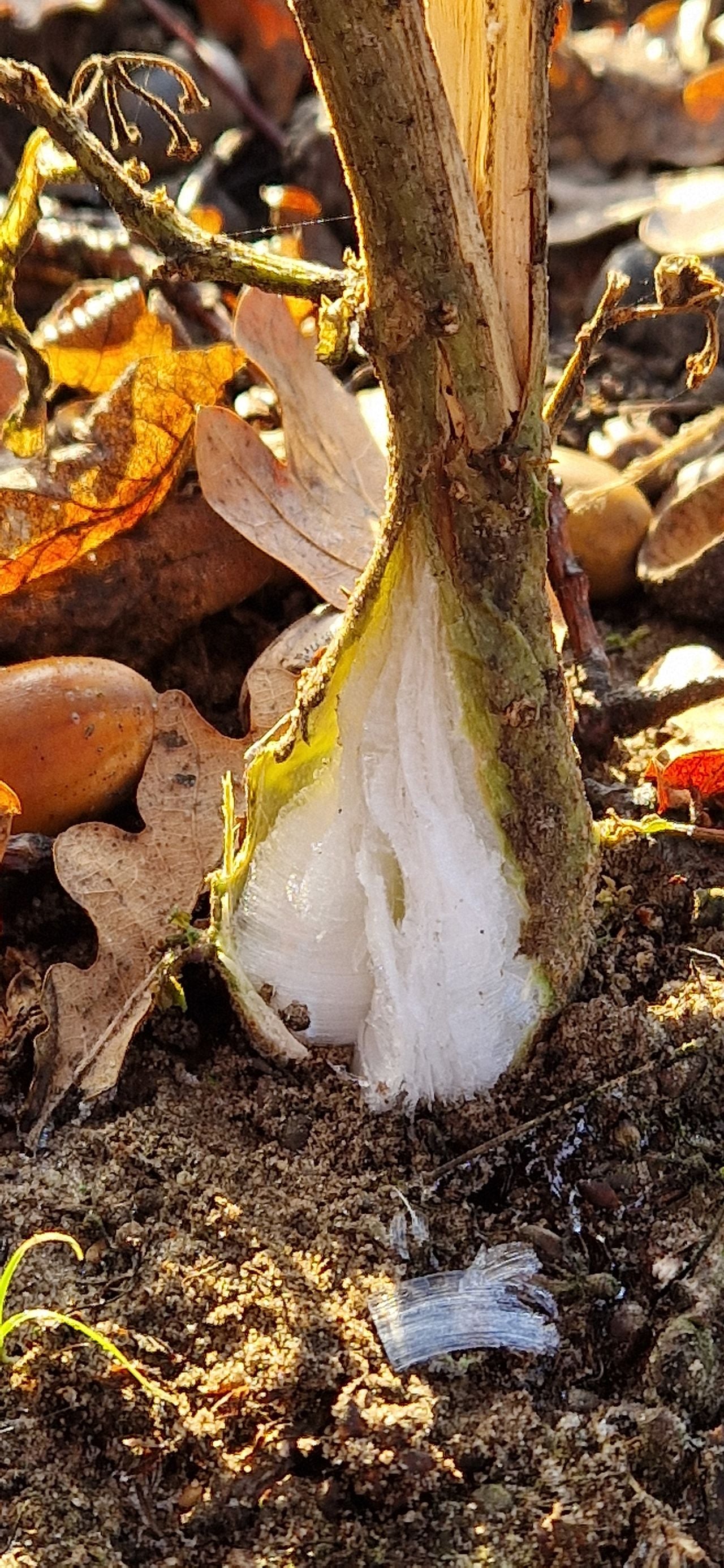 Dit bijzondere fenomeen zag Guido bij het kasteel in Gemert (foto: Guido Schrama).
