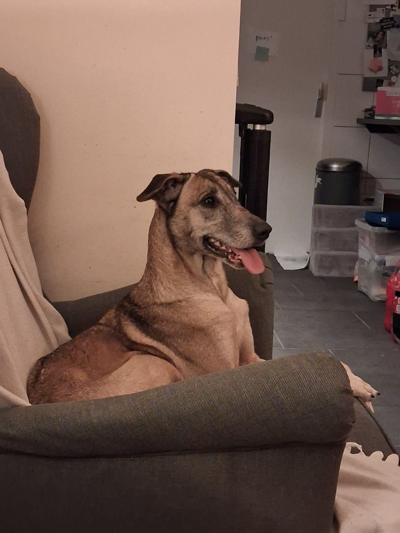 Als een prinses ligt Nilla thuis op haar stoel (foto: Hondenzoekteam Tilburg)