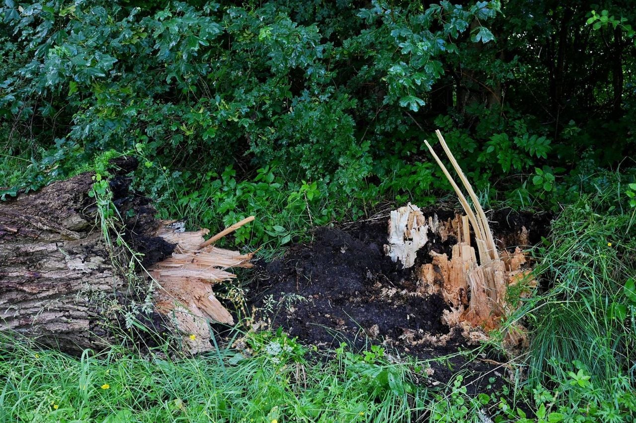 De grote boom viel op een auto (foto: Toby de Kort / Persbureau Heitink).