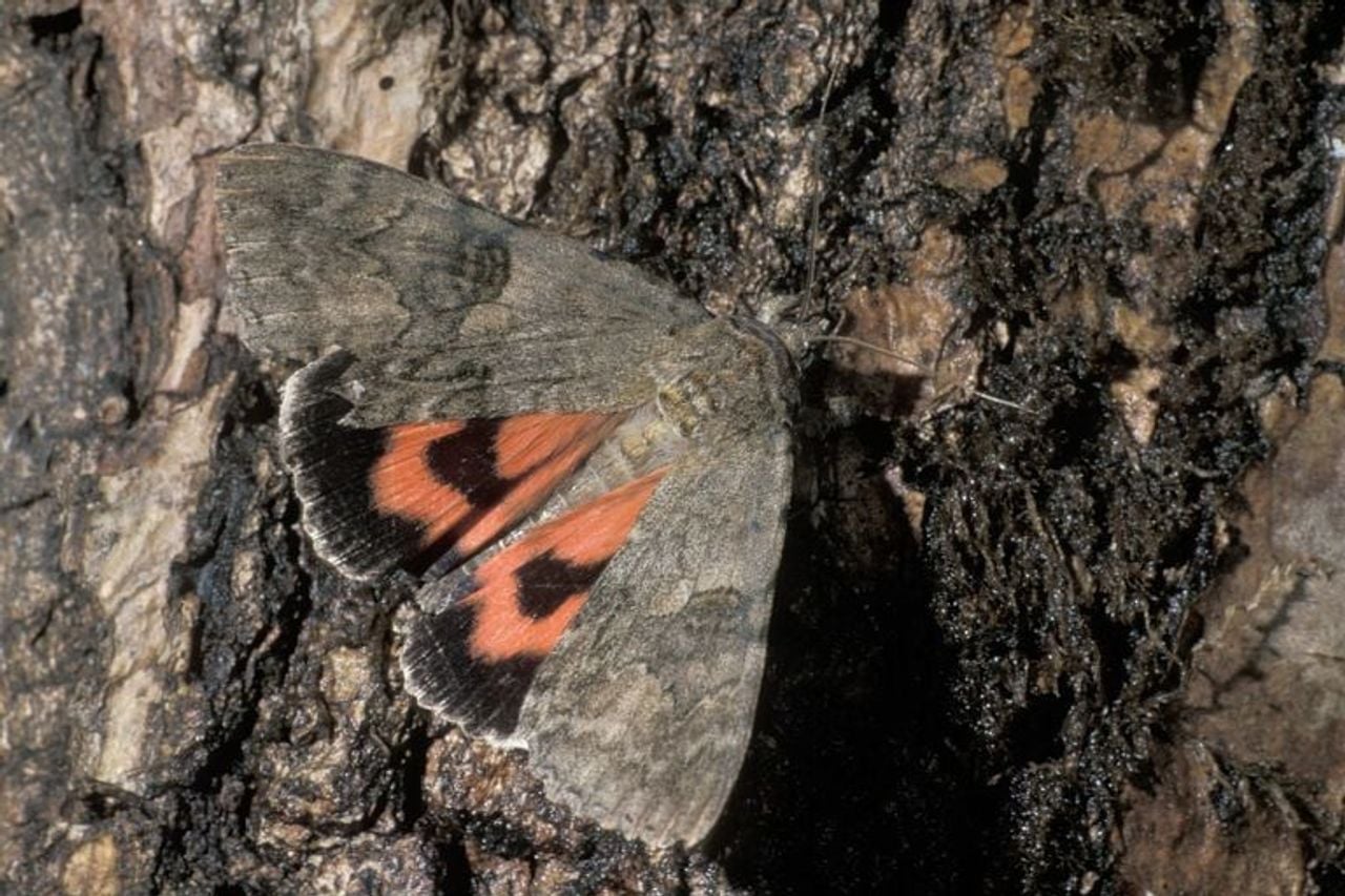 Een rood weeskind (foto: Saxifraga Frits Bink).