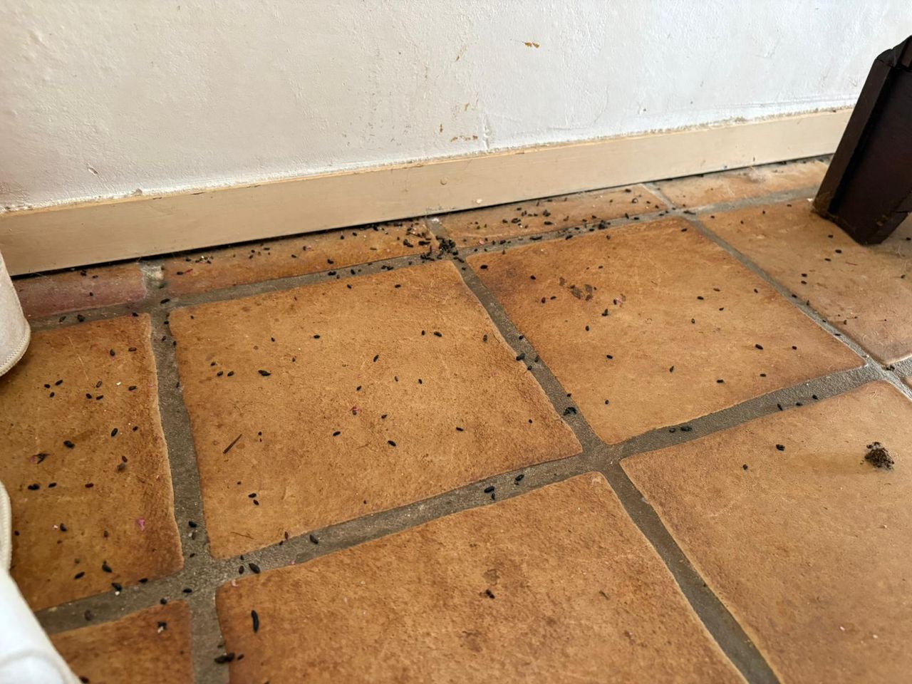 Muizenkeutels in de woonkamer van William (foto: Wilco Zonneveld).