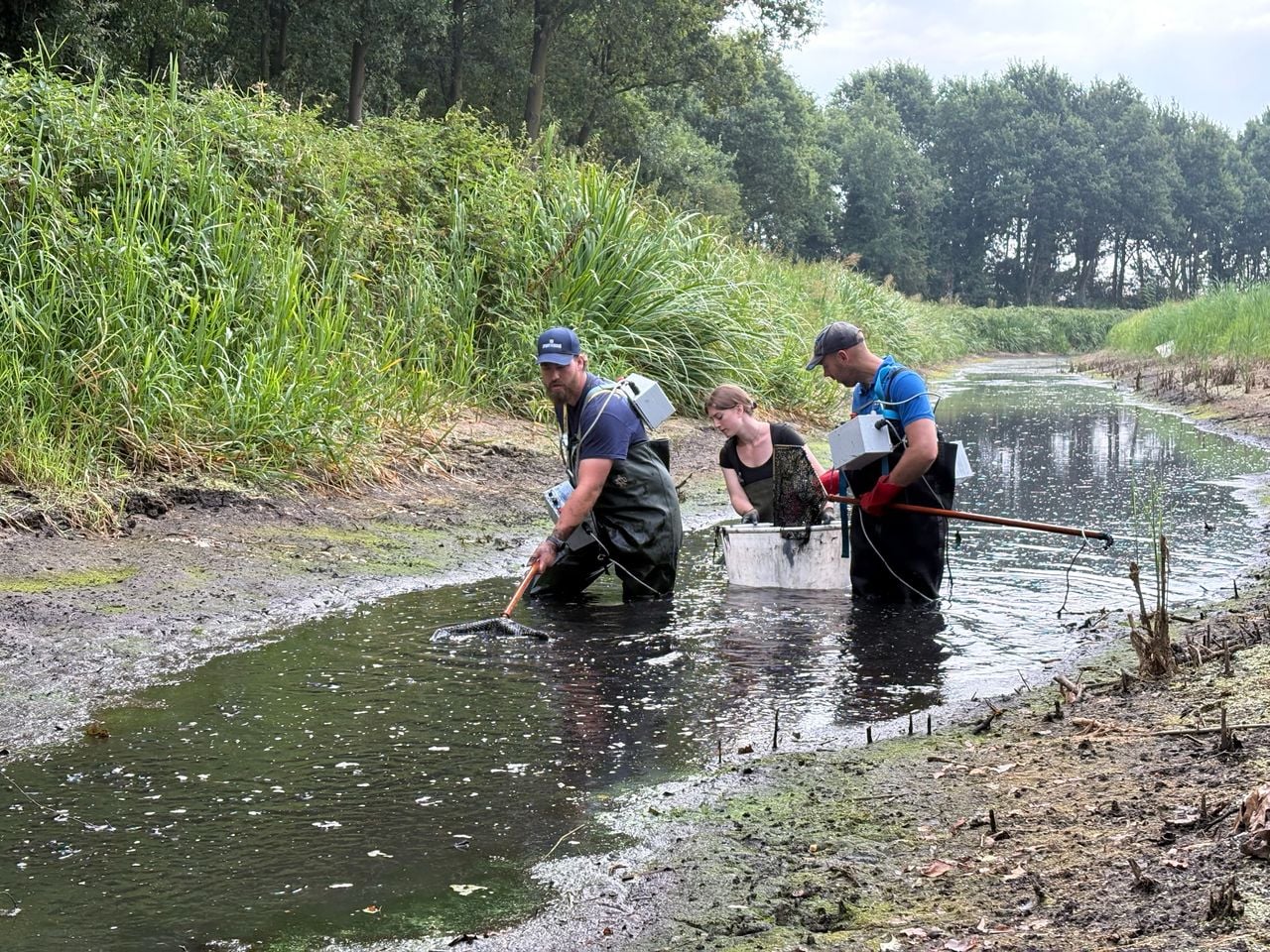 Beek in Westerbeek valt droog (foto: Omroep Brabant). 