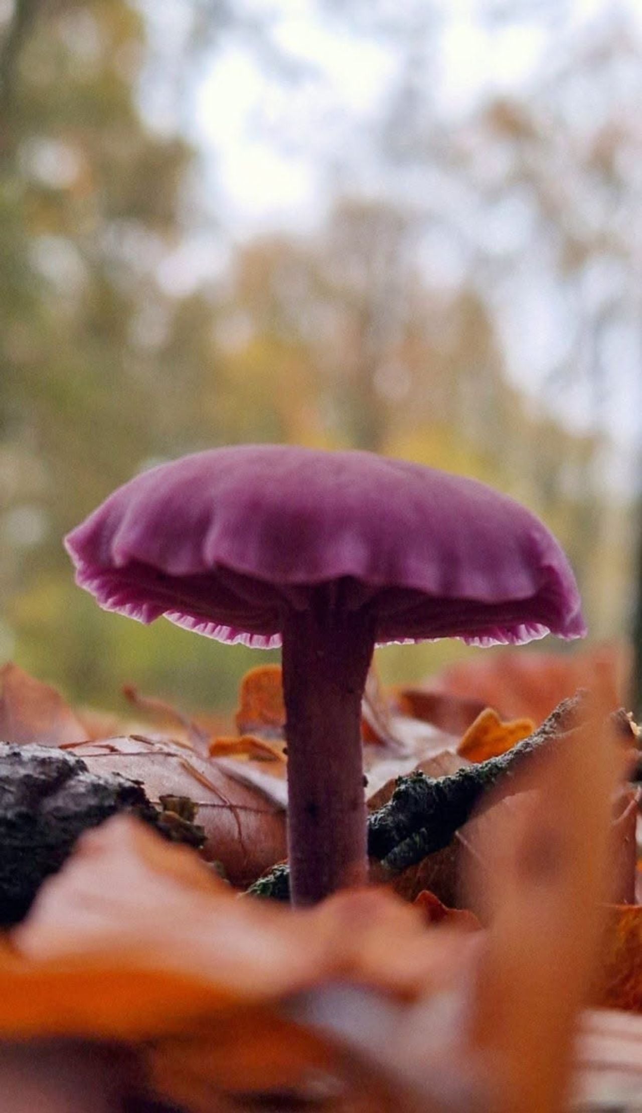 Wat een mooie kleur (foto: Desiree van den Broek-Van Ewijk).