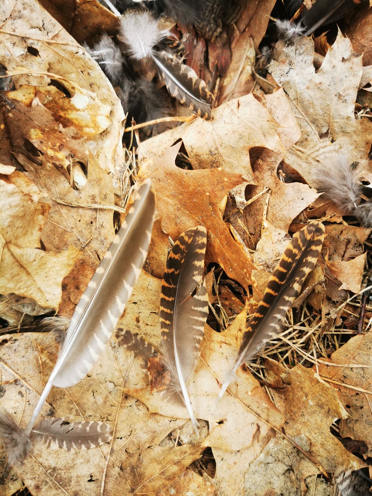 Veren van een houtsnip (foto: Elvira Kloek).
