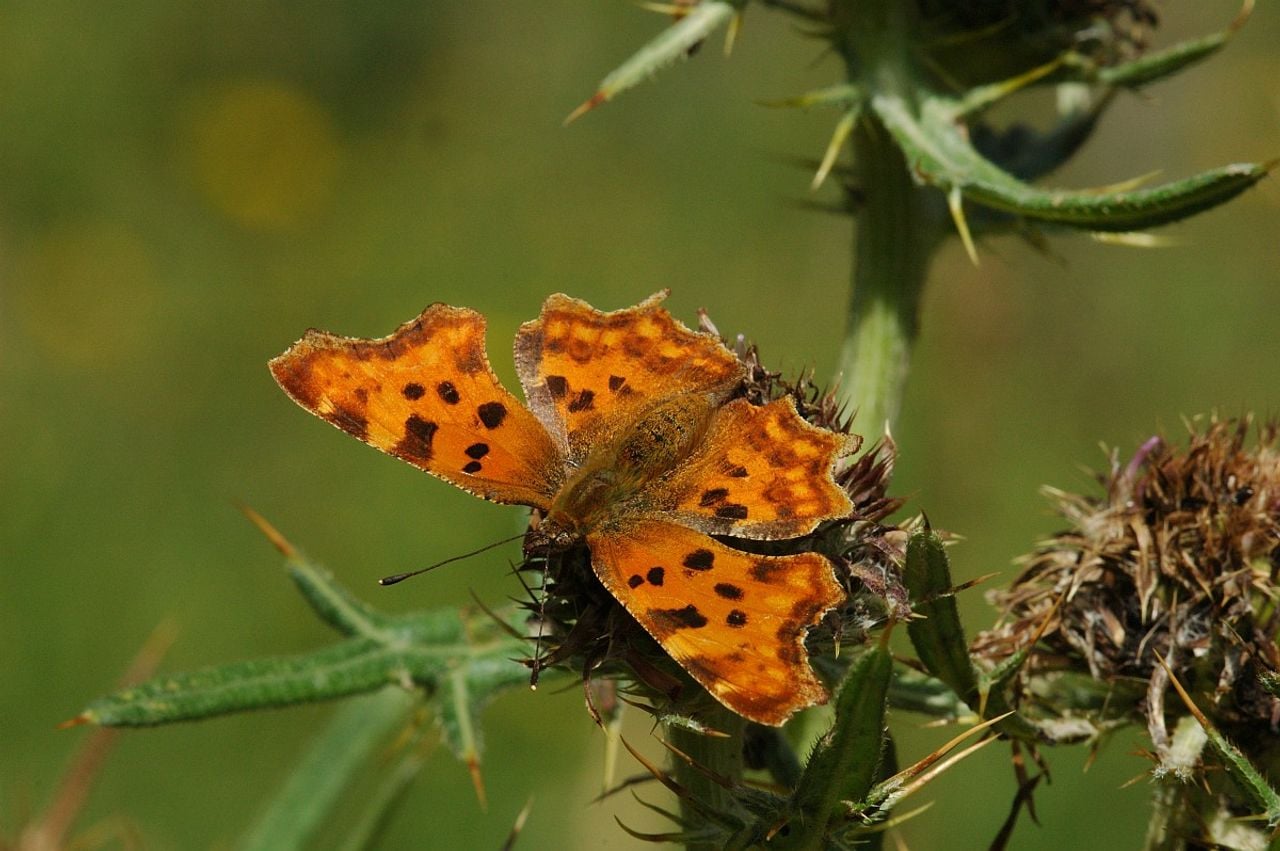 Een gehakkelde aurelia (foto: Saxifraga/Jan van der Straaten).
