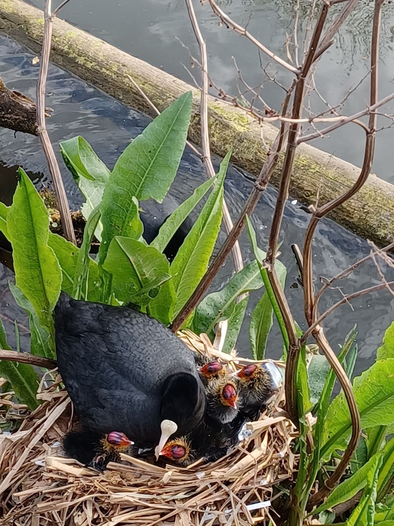 Een meerkoetnestje met prachtige jonkies (foto: Martien van Helmond).