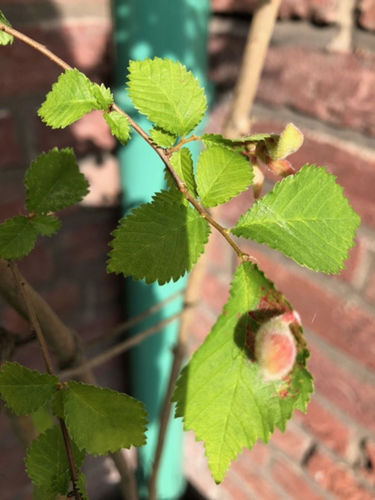 Gal grasluis op blad van een iep (foto: Mieke van Schijndel).