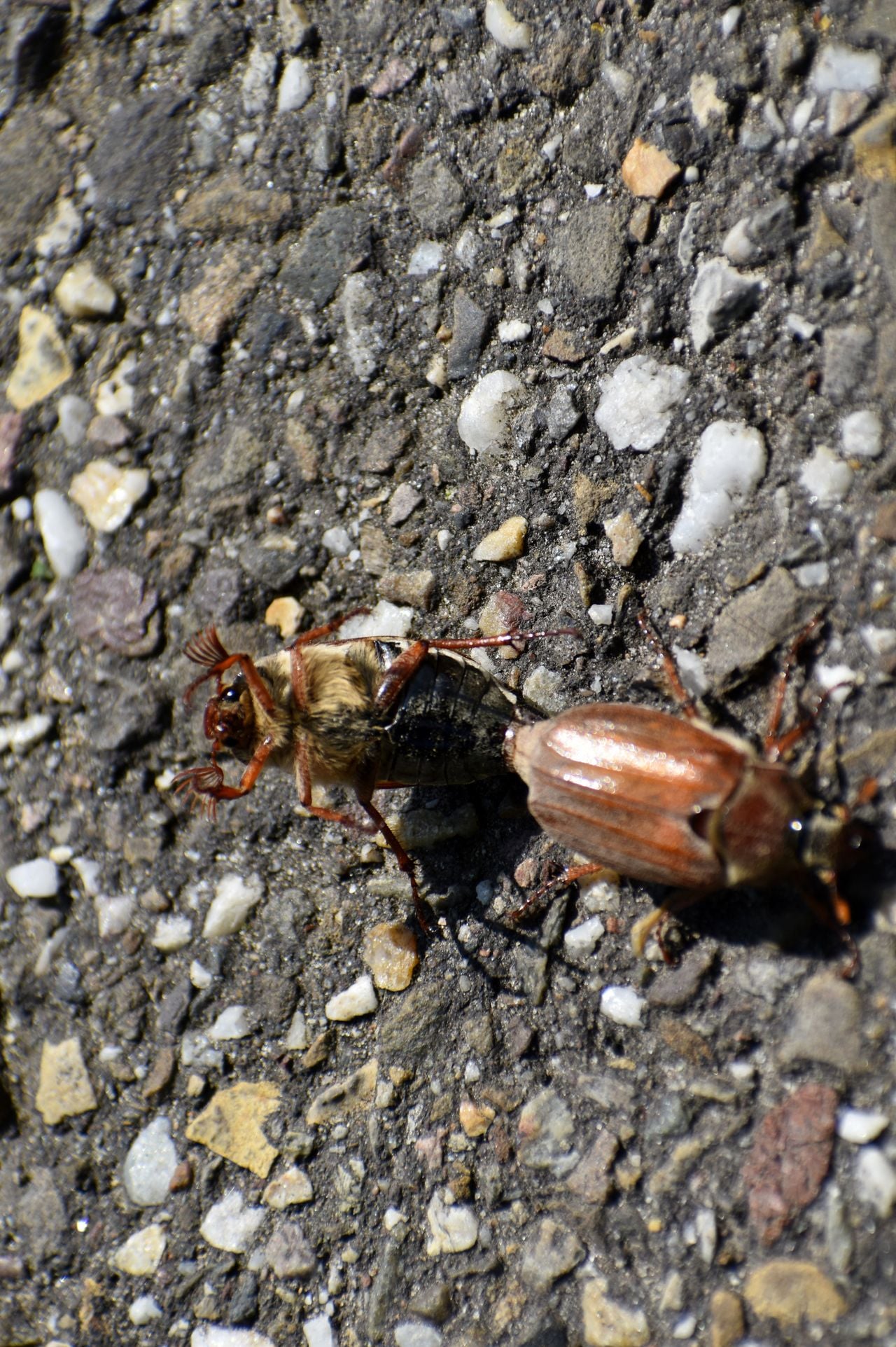 Parende meikevers (foto: Nel Jansen).