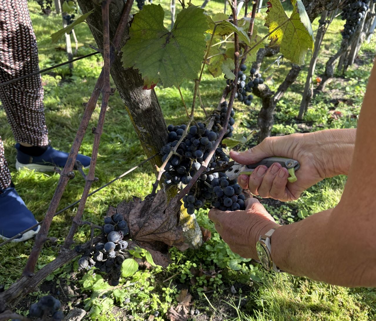 Het oogsten van de druiven gaat helemaal met de hand (foto: Karin Kamp).