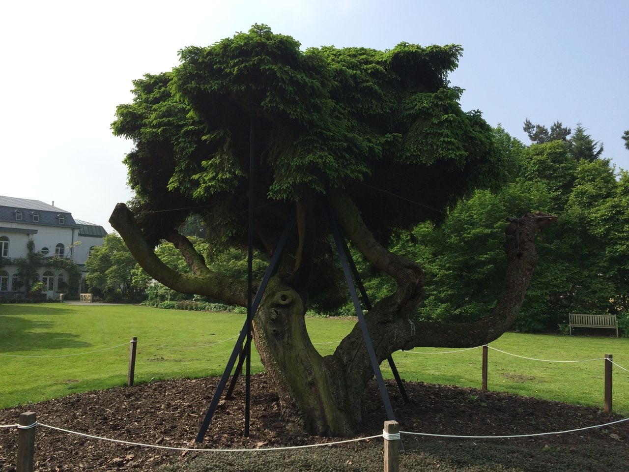 Een dennenboom is veranderd in een grote heksenbezem bij arboretum Kalmthout (foto: Frans Kapteijns).