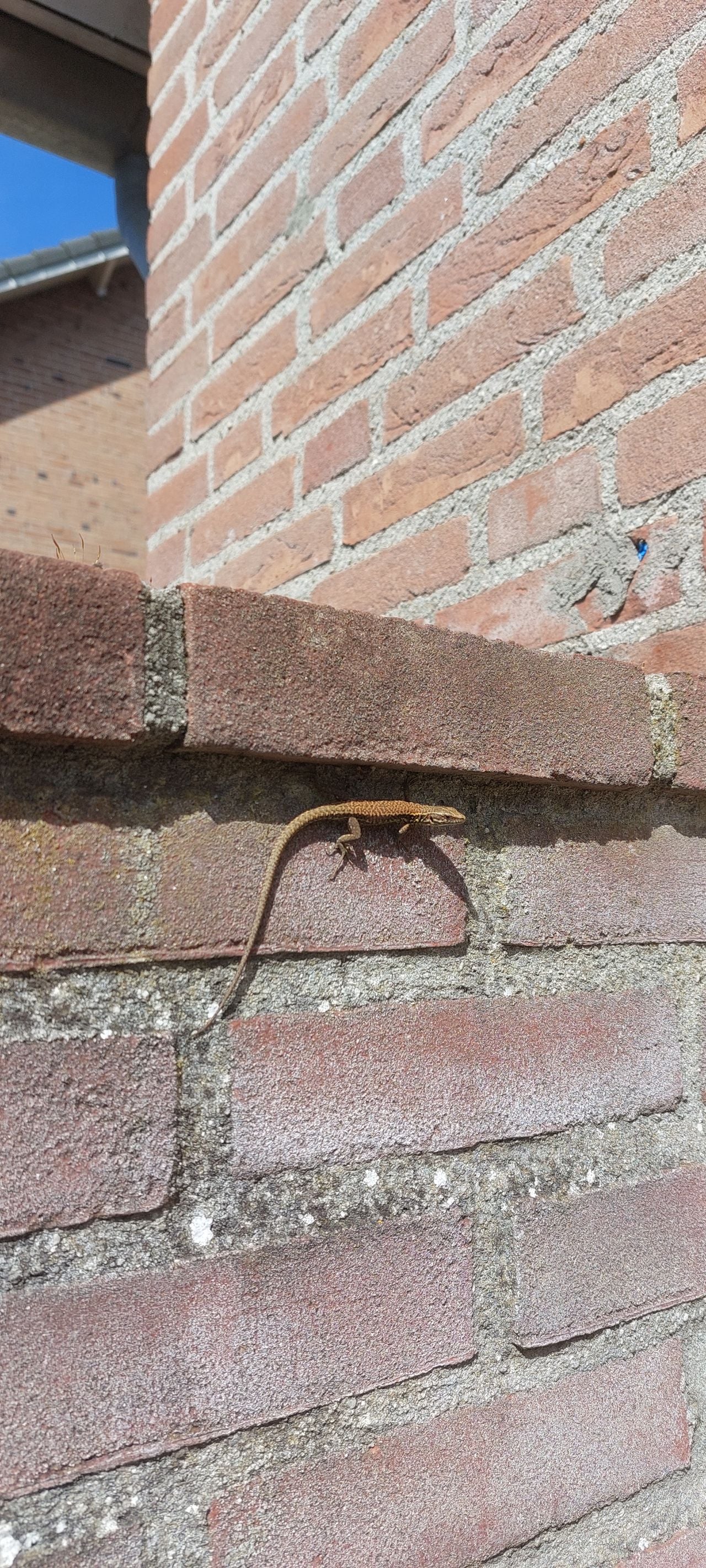 Een muurhagedis (foto: Gerry Vorstenbosch).