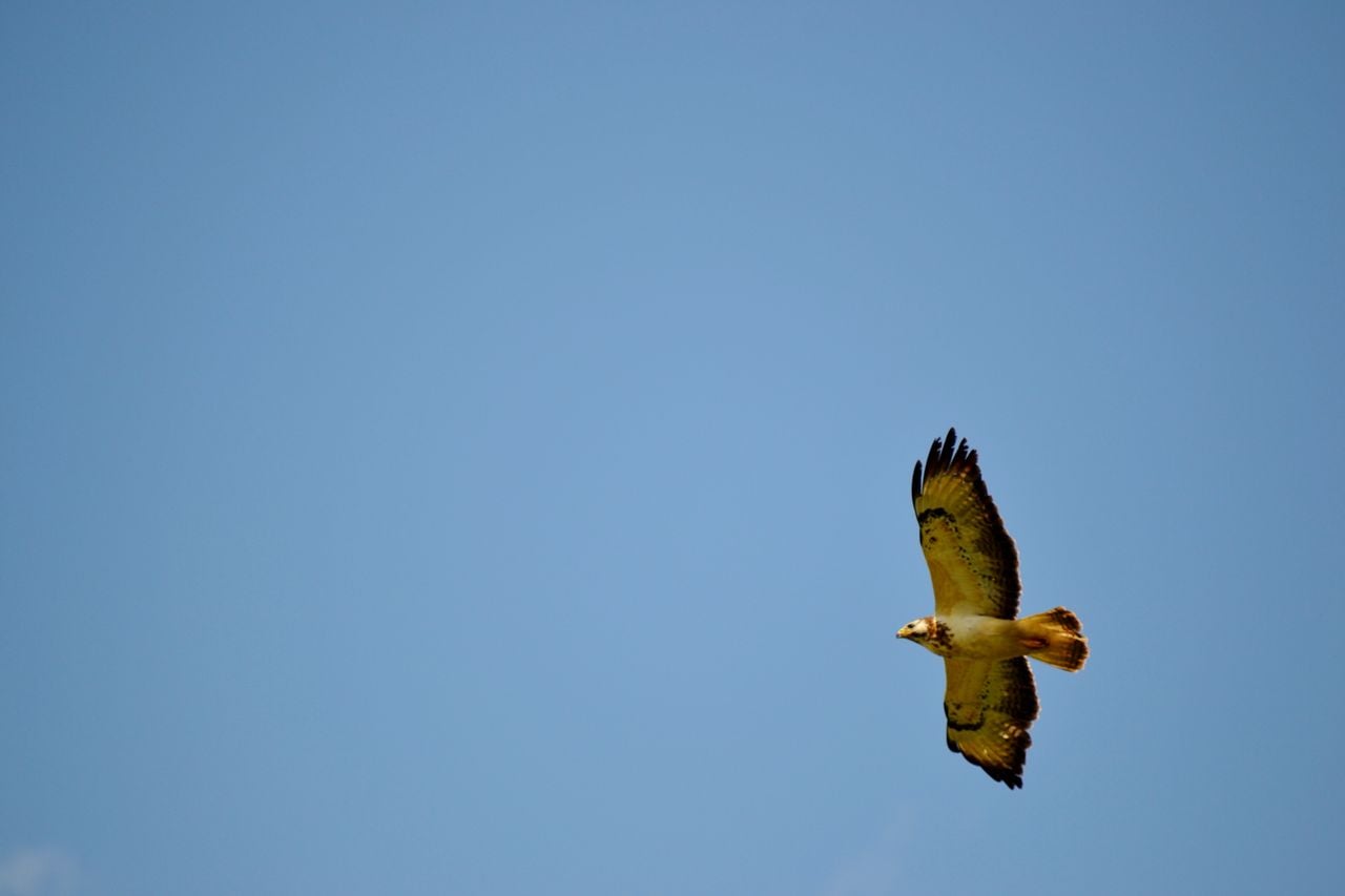Een buizerd (foto: Nel Janssen).