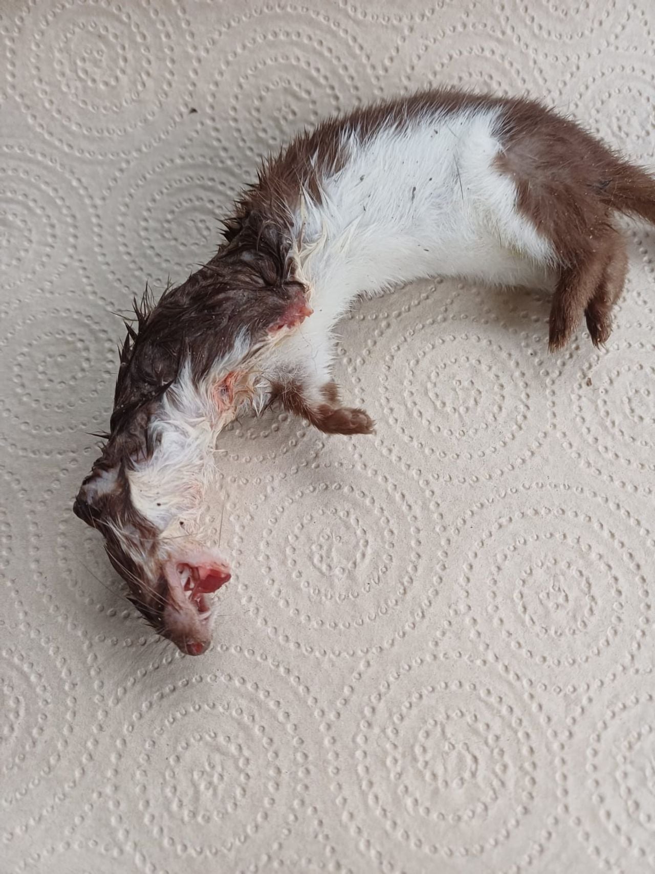 Een dode wezel (foto: Rita de Ruiter).