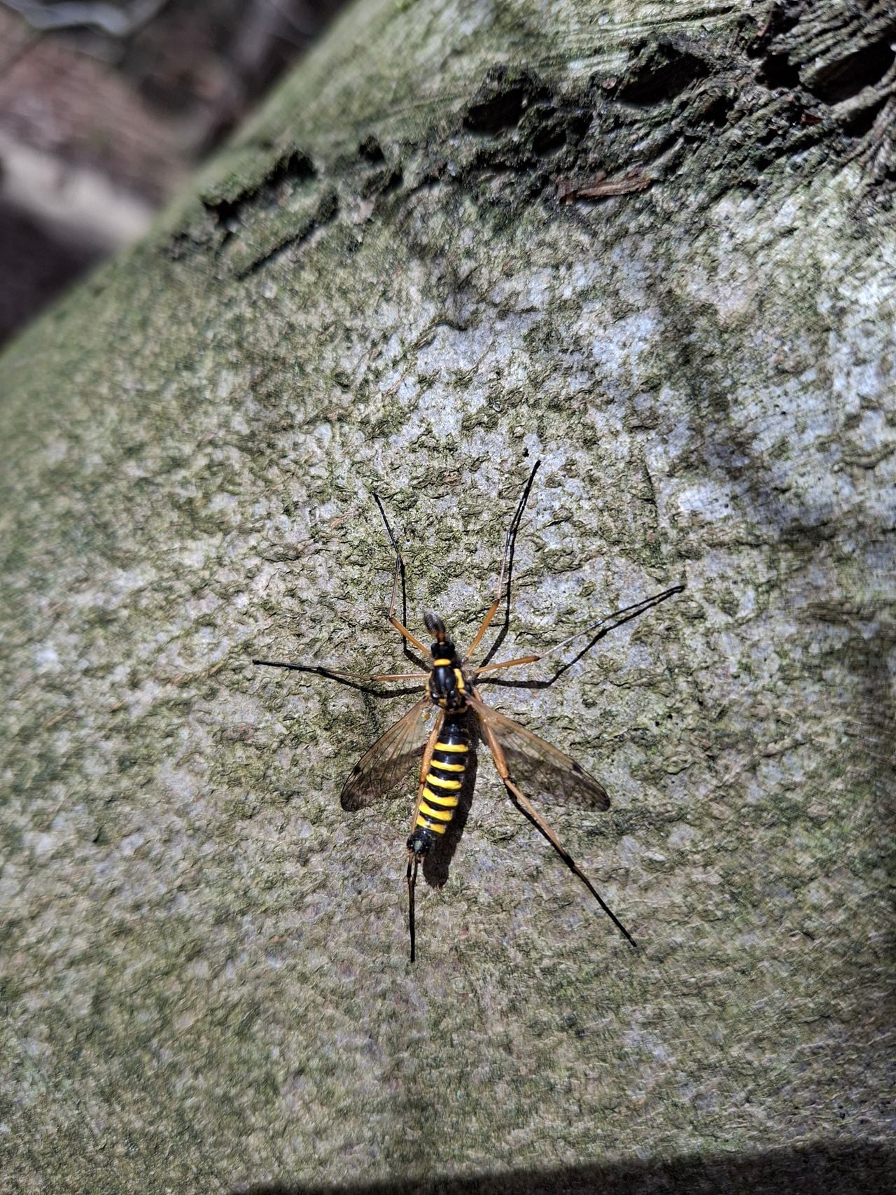 Een zesbandkamlangpoot (foto: Anke Vischer).