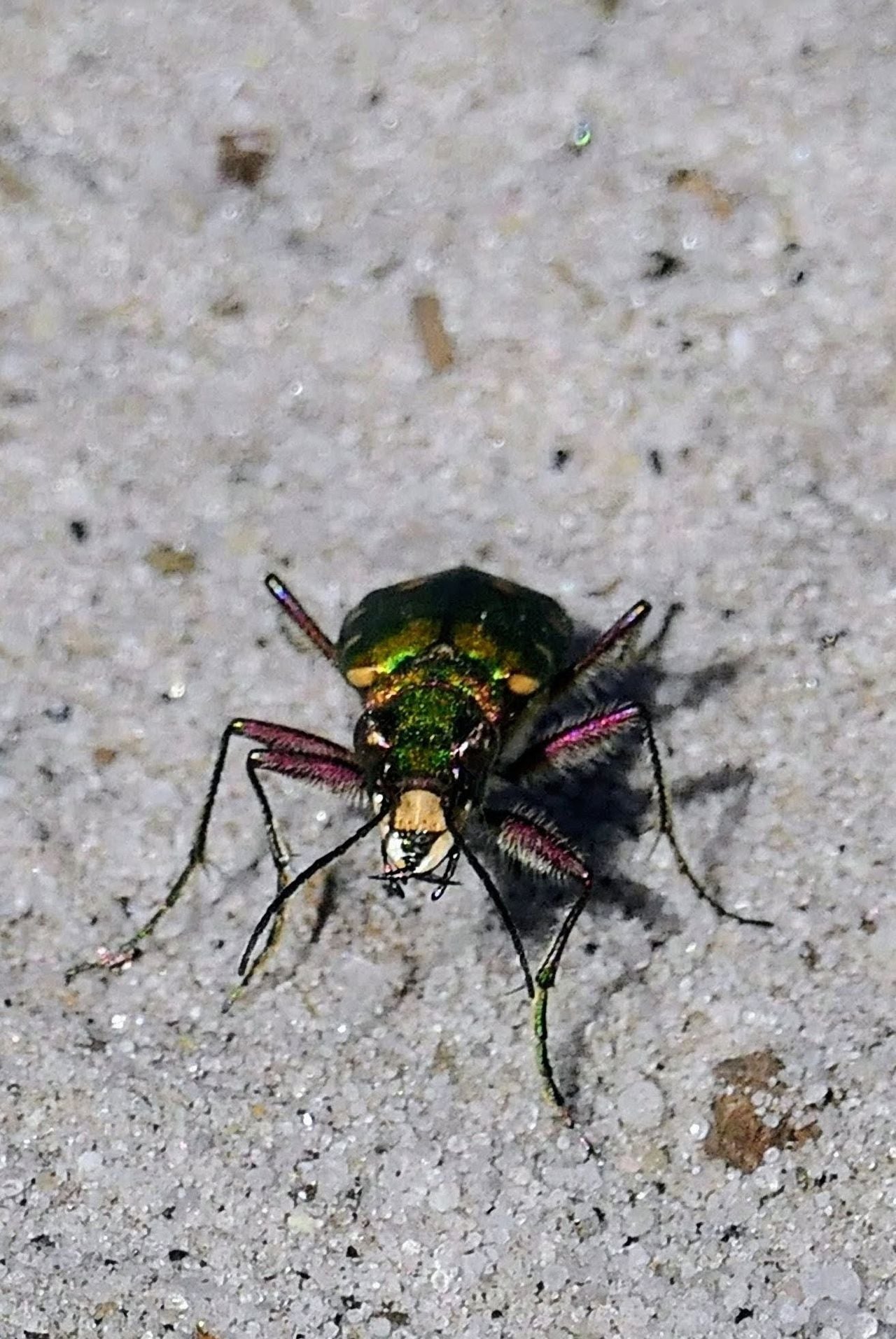 Een groene zandloopkever (foto: Marianne Wijten).