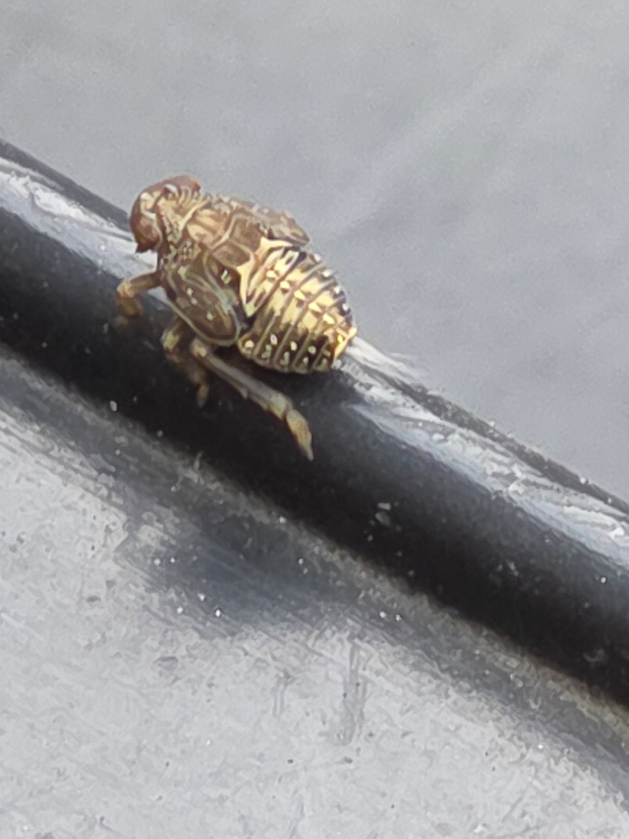 Een nimf van de klimopkevercicade (foto: Anja Thompson).