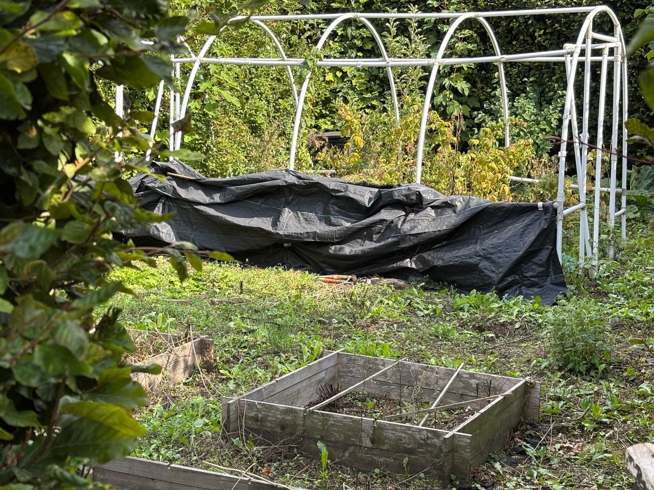 Een van de vier tuintjes in Heusden waar al een jaar niet in getuinierd wordt (foto: Agnes van der Straaten).
