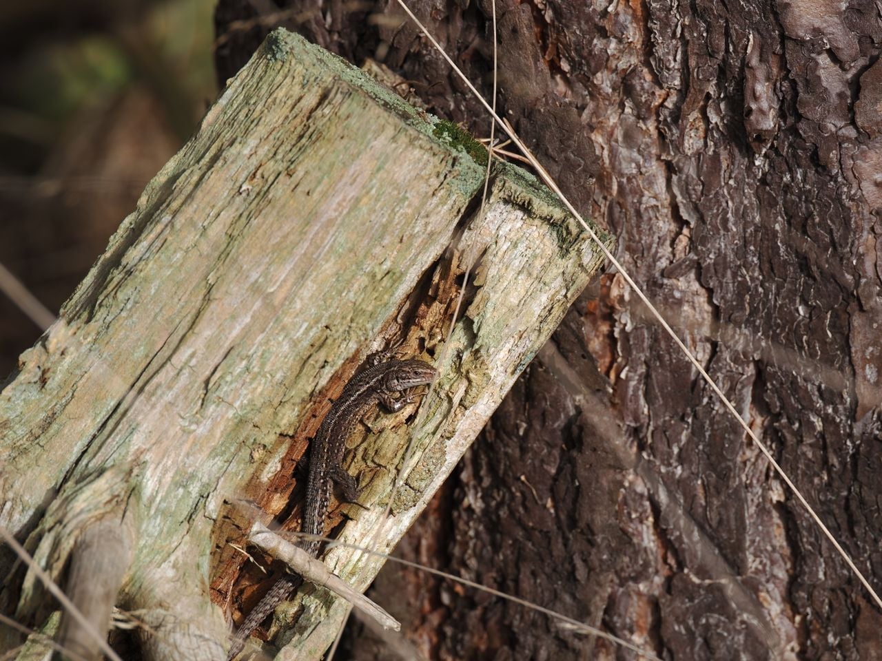 Een levendbarende hagedis (foto: Janine Lenting).
