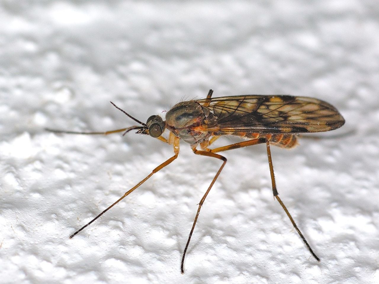 Sylvicola punctatus, een venstermuggensoort (foto: Saxifraga/Ab H. Baas).