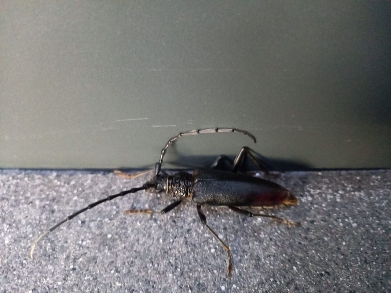 Een heldenbok (foto: Marjan Keijzer).