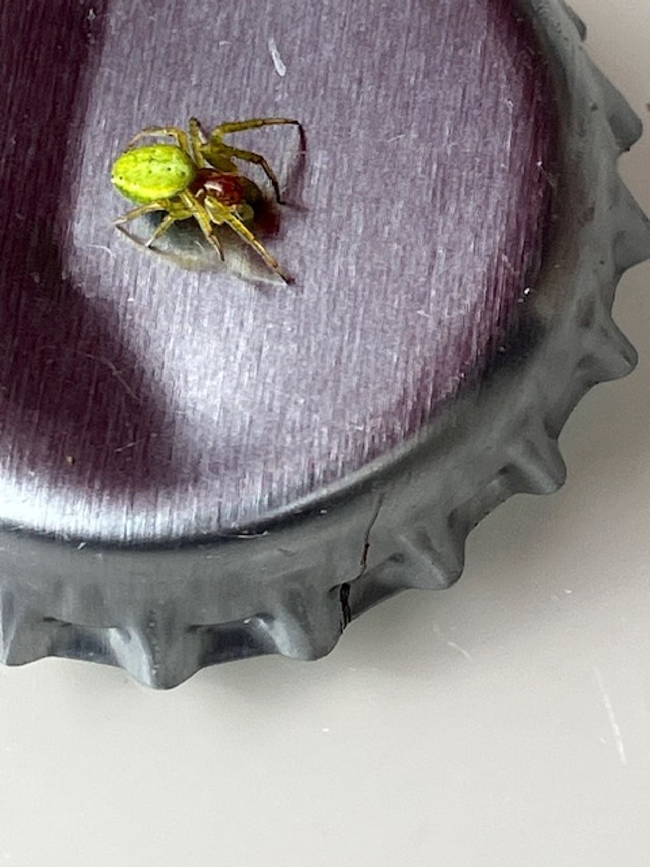 Een komkommerspin (foto: Steven Verloo).