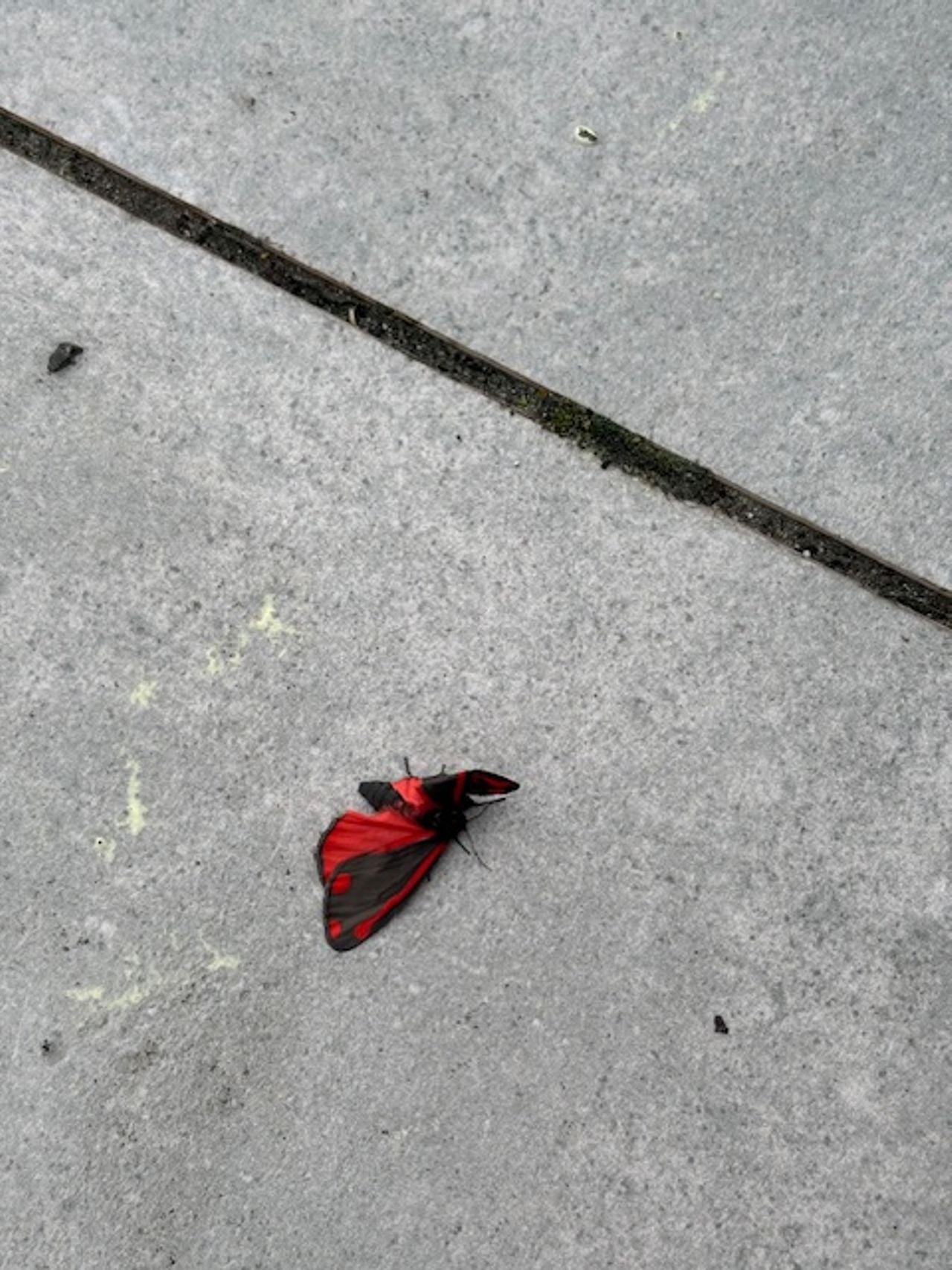 Een dode Sint-Jacobsvlinder (foto: Daphne van Loon).
