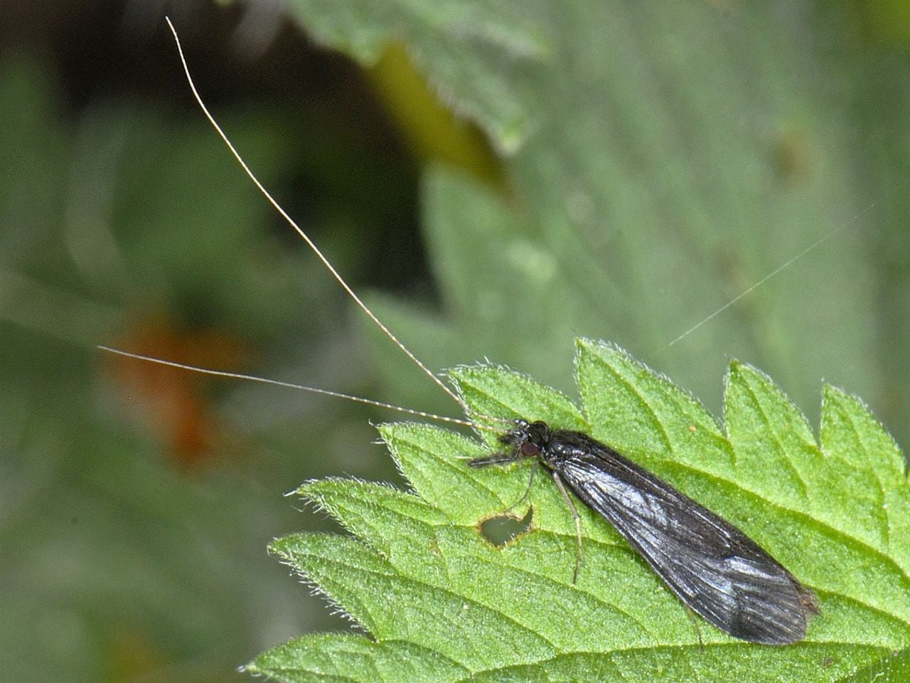 Een glimmende zwartpalp (foto: Saxifraga/Ab H. Baas).