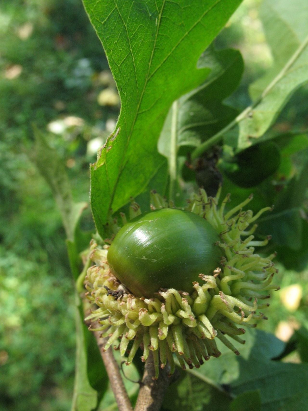 Blad en eikel van de moseik (foto: Saxifraga Rutger Barendse).