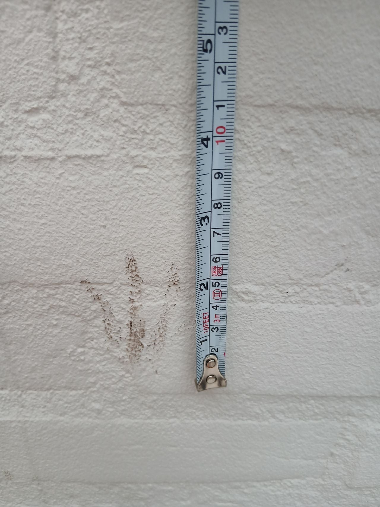 De afdruk van de wasbeer.