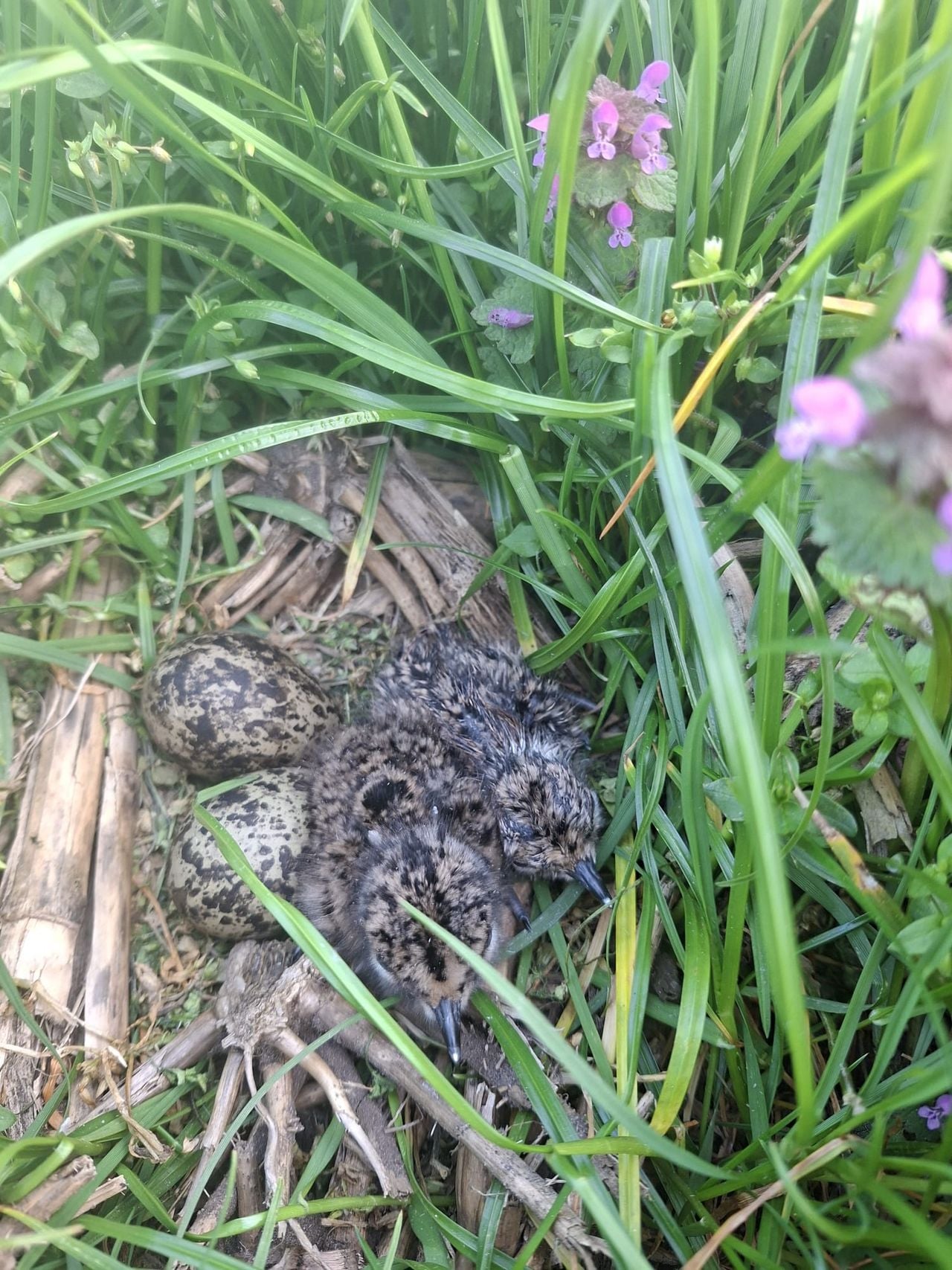 Twee jonge kieviten (foto: Johan van der Linden).