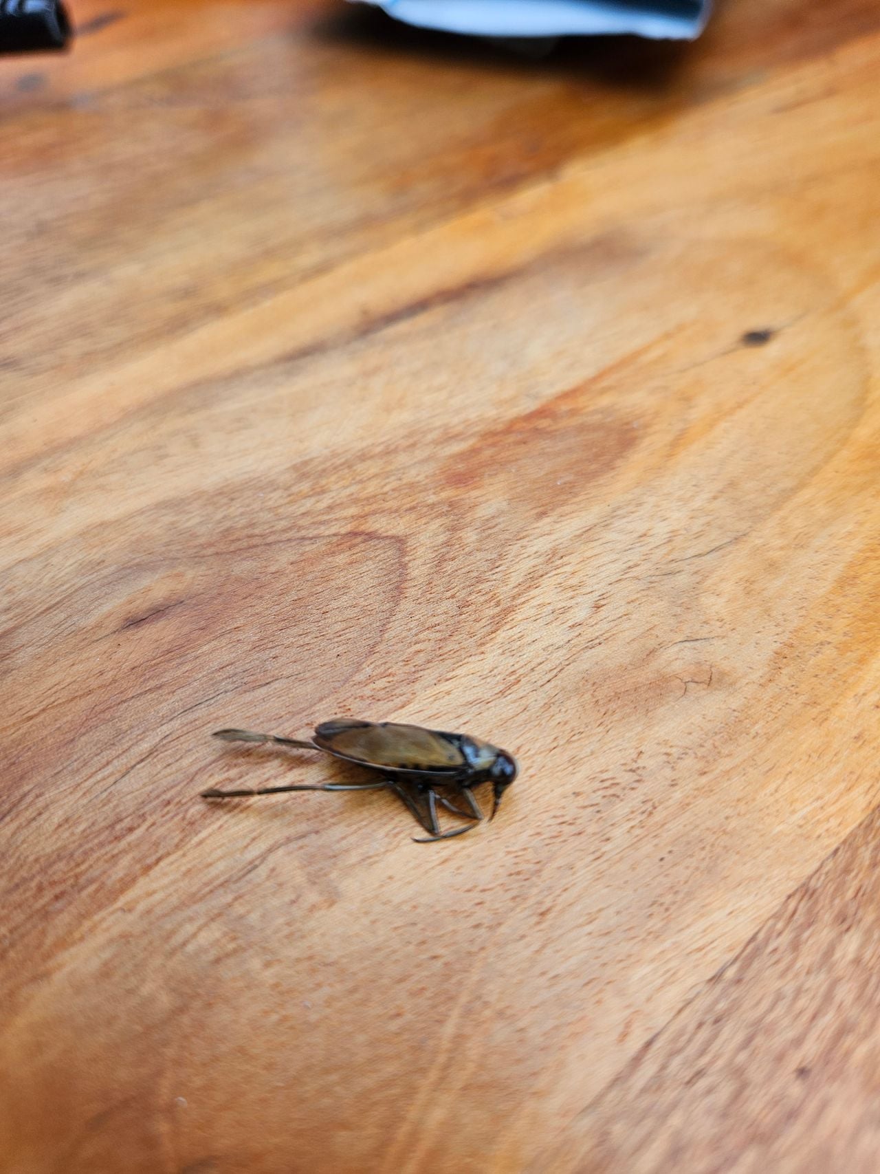 Een bootsmannetje (foto: Ralph van Roessel).
