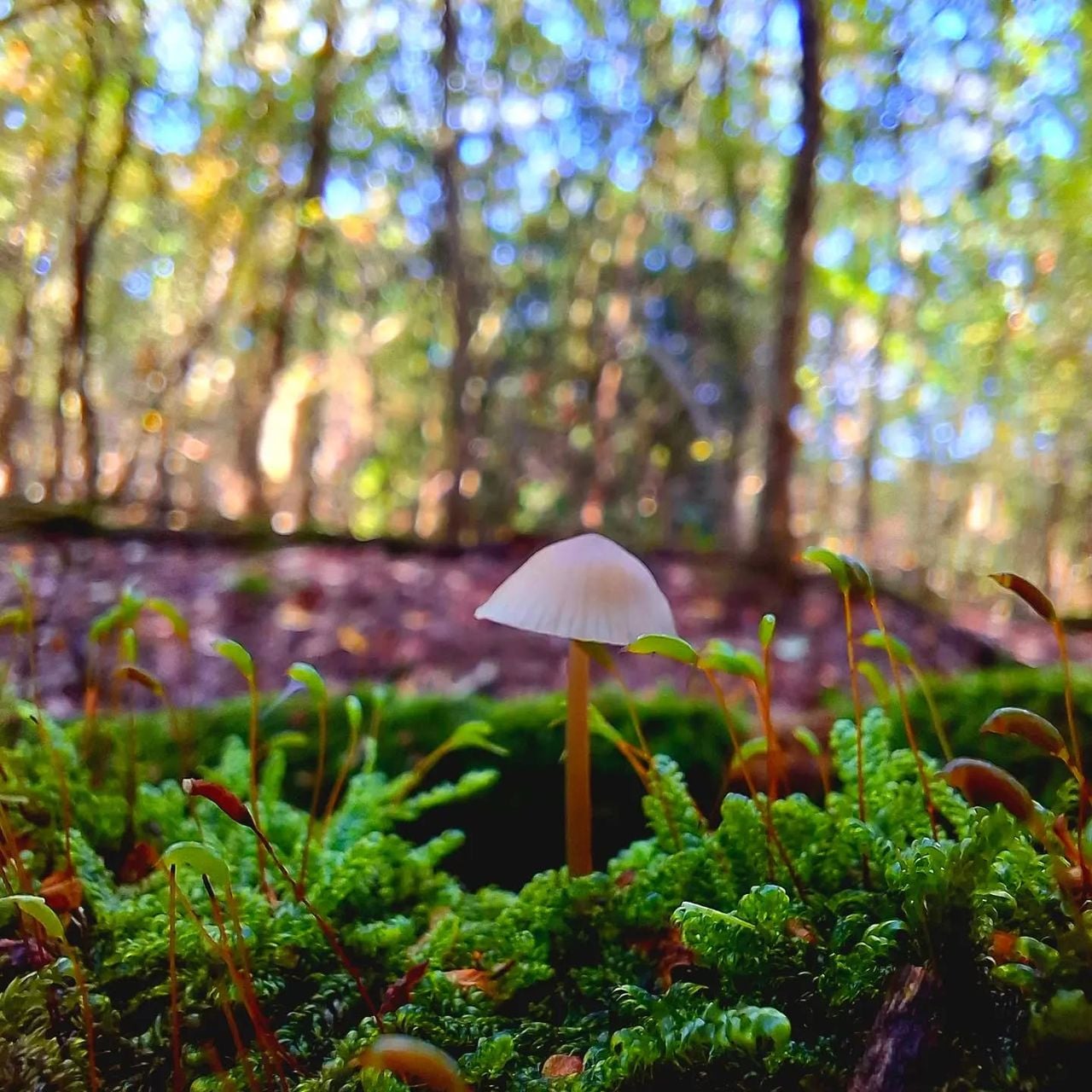 Leonie Peeters heeft dit paddenstoeltje vastgelegd in het Gasselse Bos.