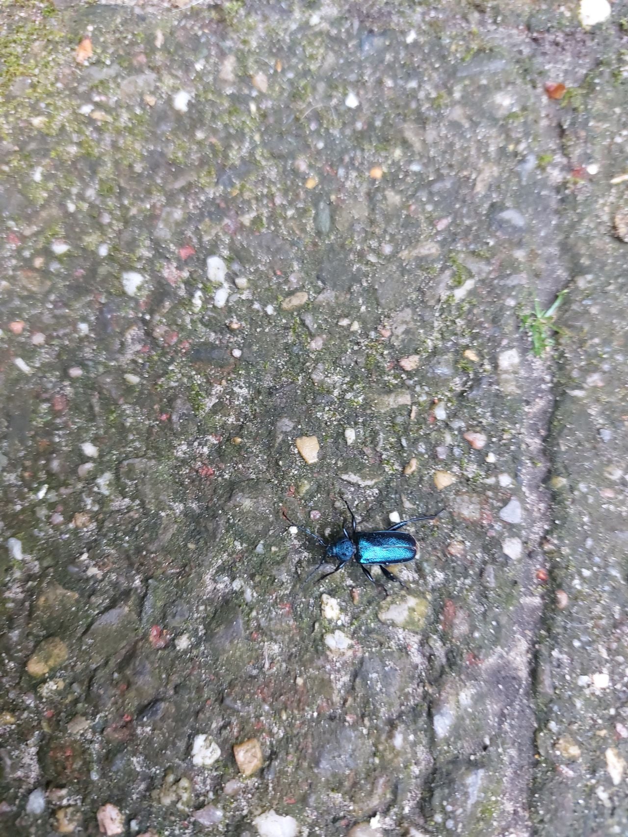 Een paarse metaalboktor (foto: Monique van den Heuvel).