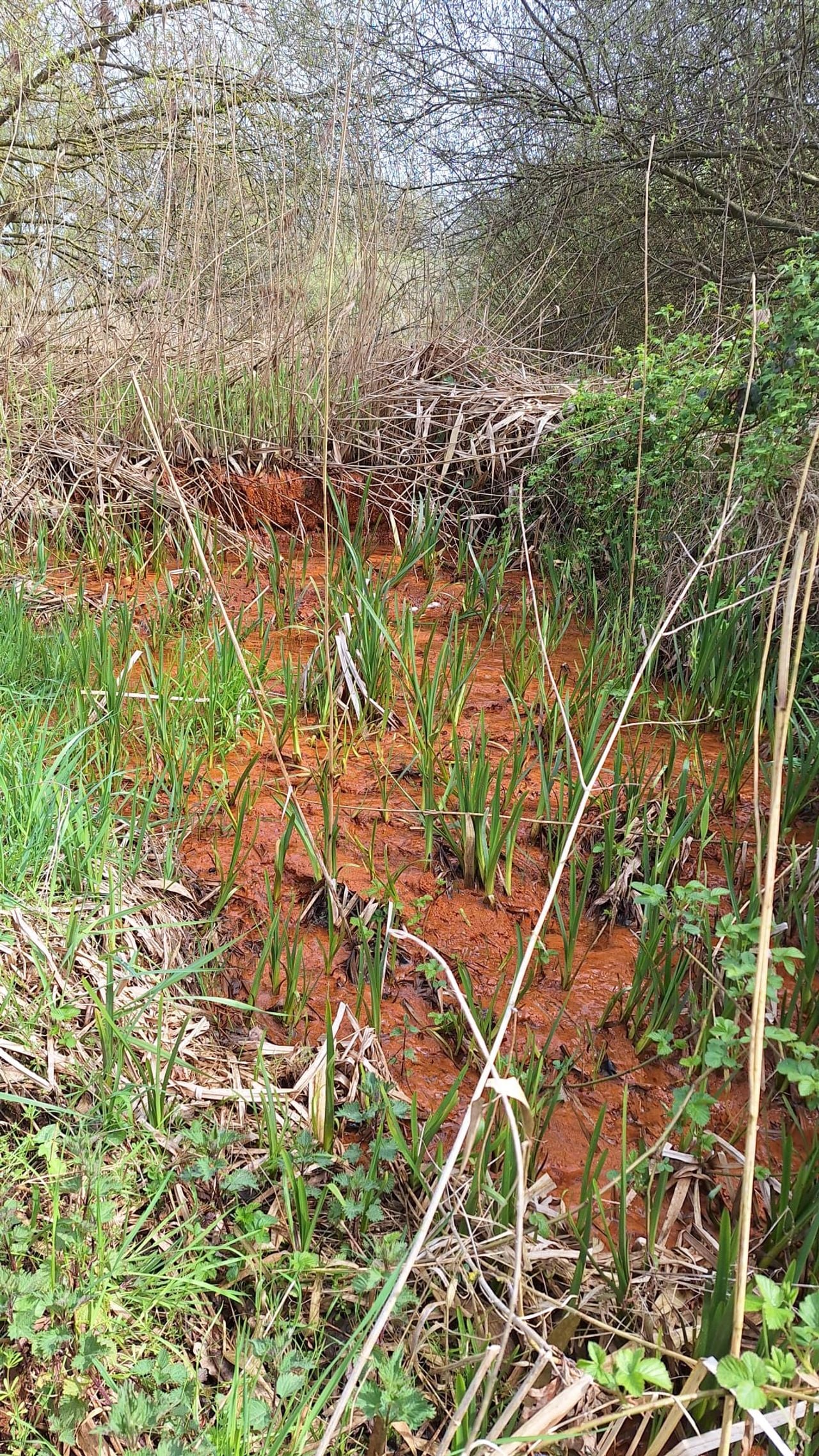 Oergrond (foto: IVN Uden en omstreken).