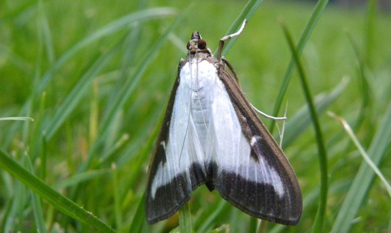 Een buxusmot (foto: Frank Magdelyns via Pixabay).