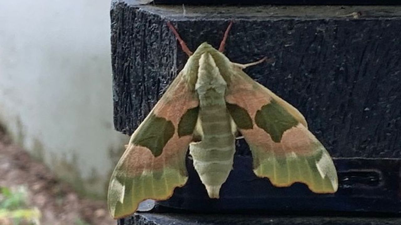 Een lindepijlstaart (foto: René van Loon).
