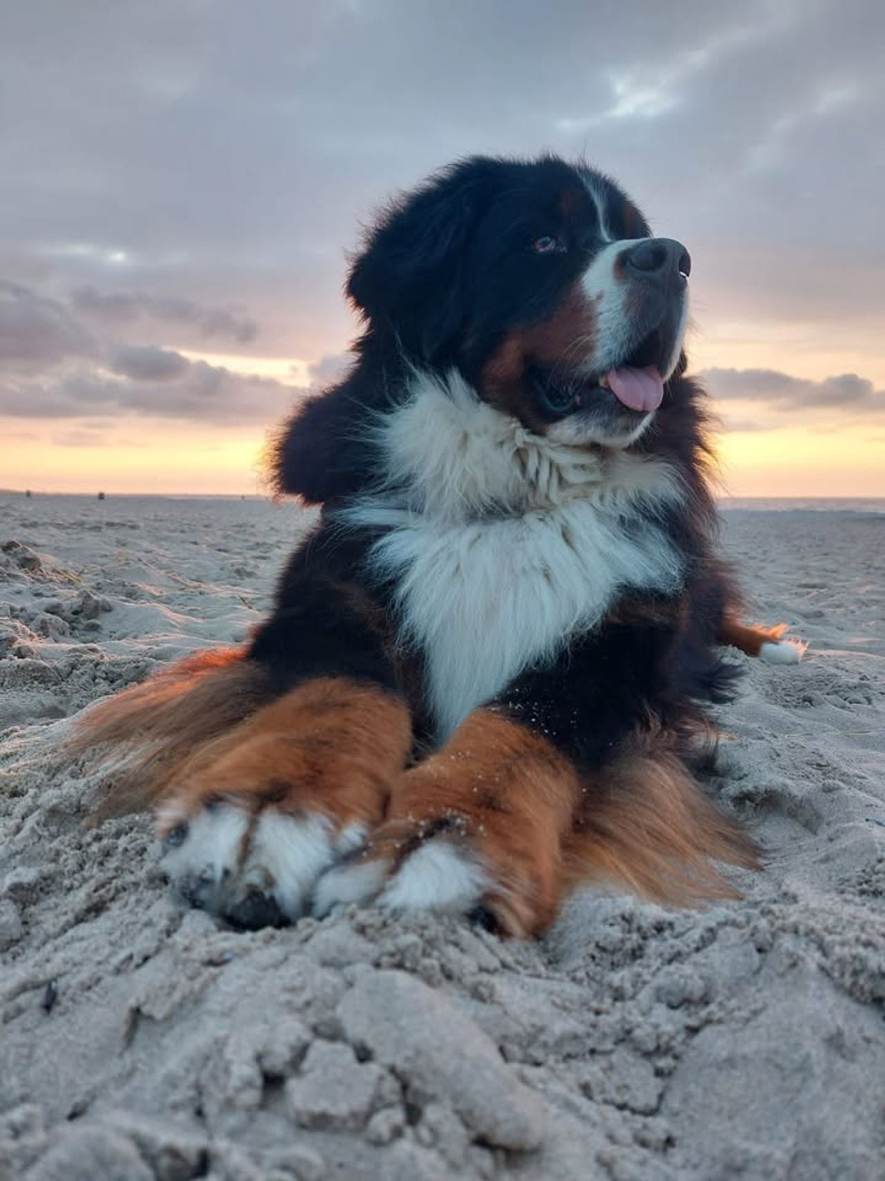 Reno genoot van het strand (foto: Legien van Herwaarden).