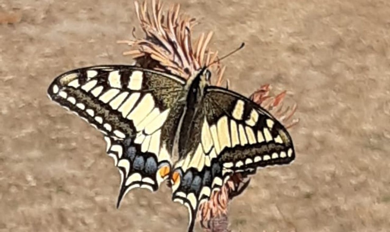 De koninginnenpage (foto: Michel van Kessel).