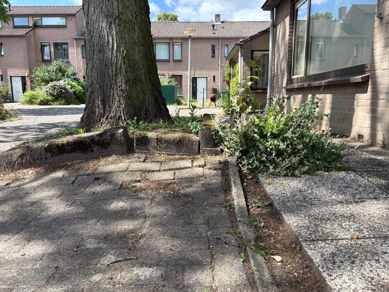 Deze boom staat voor het huis van Greg (foto: Rogier van Son). 