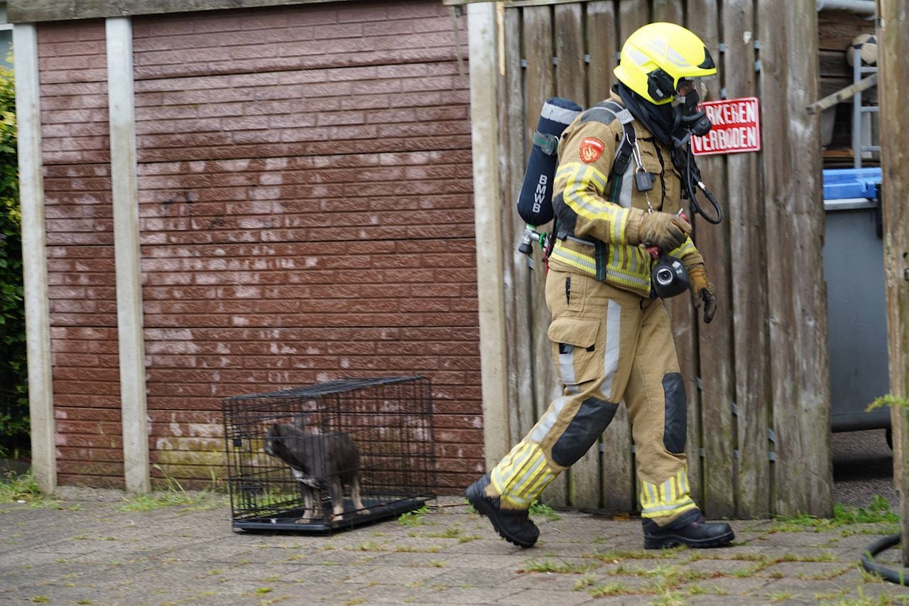 Een van de katten die in veiligheid werden gebracht (foto: Jeroen Stuve/Persbureau Heitink). 