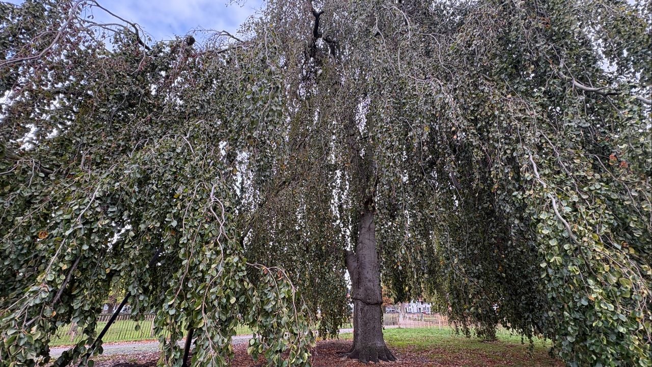 De zieke treurbeuk die door de gemeente geholpen wordt (foto: Rogier van Son).