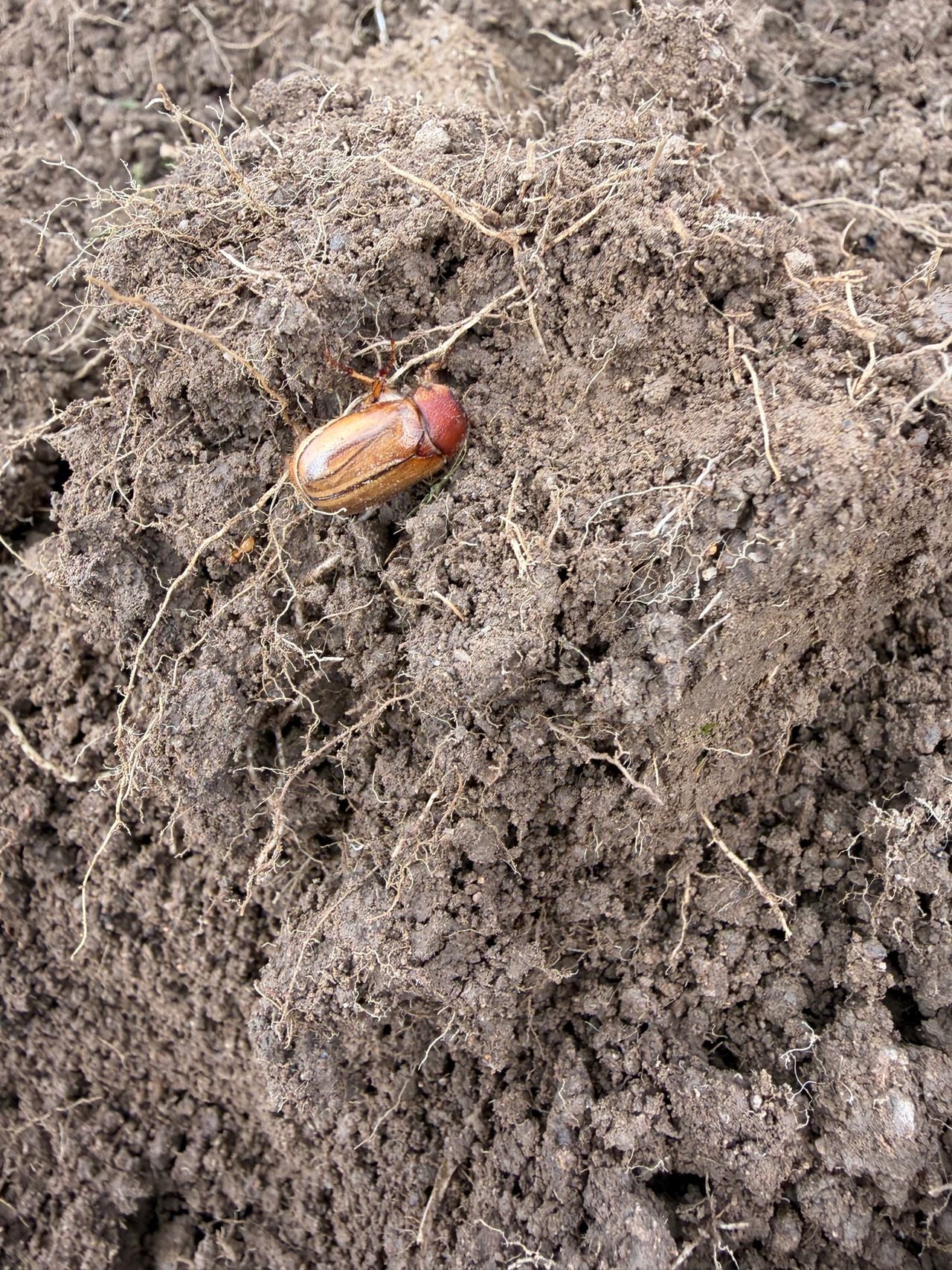 Een rhizotrogus aestivus (foto: Bert Markgraaff).