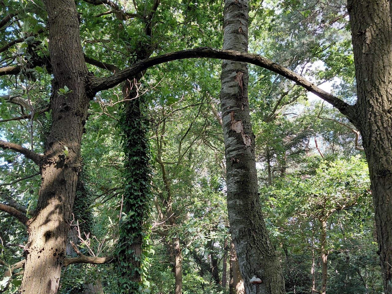 Aan elkaar gegroeide bomen (foto: Clara Mathijssen).Aan elkaar gegroeide bomen (foto: Clara Mathijssen).