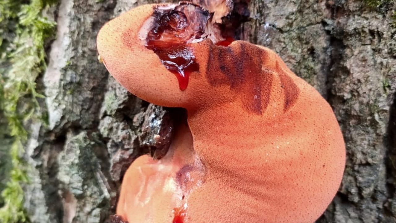 Een biefstukzwam (foto: Jesca Smulders).