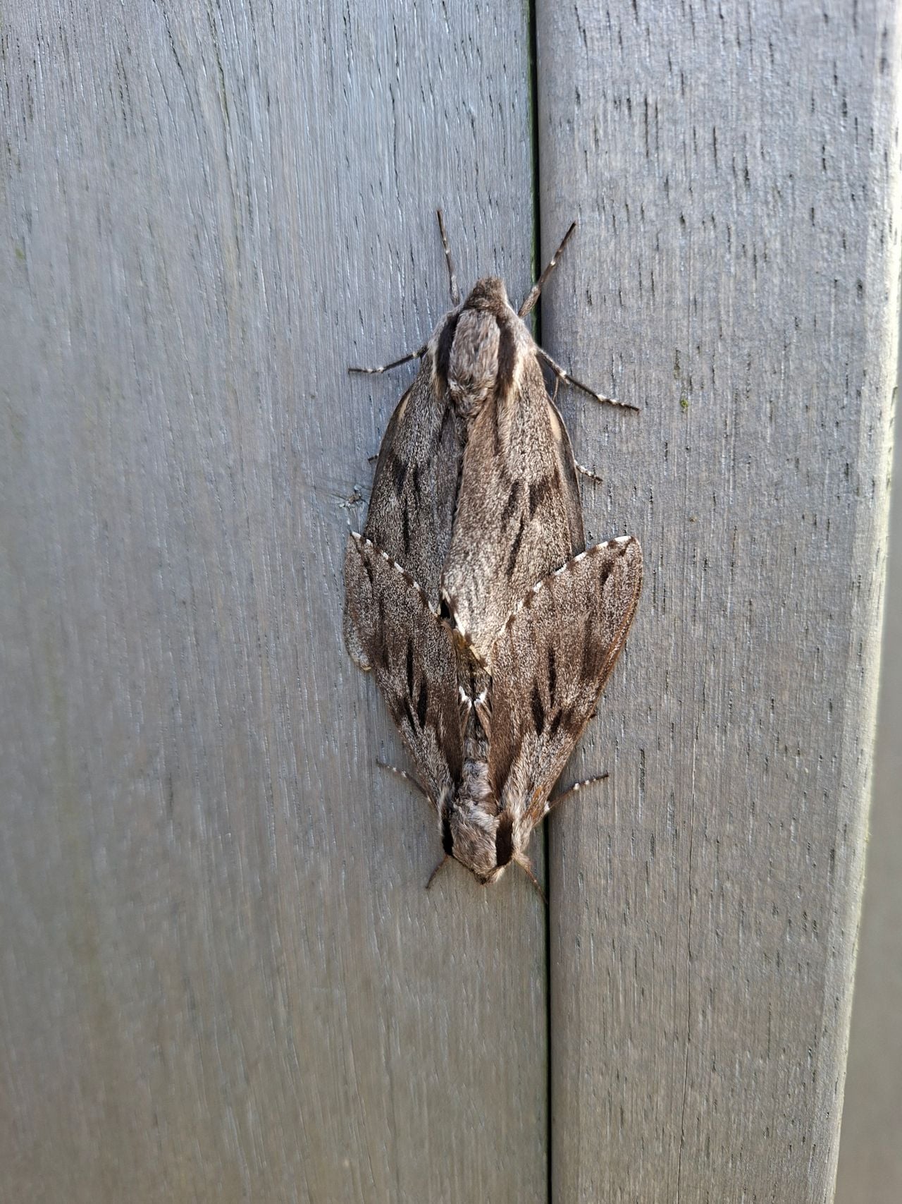 Een paring van dennenpijlstaarten (foto: T. Summeren).